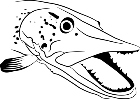 Pike Head Coloring Page